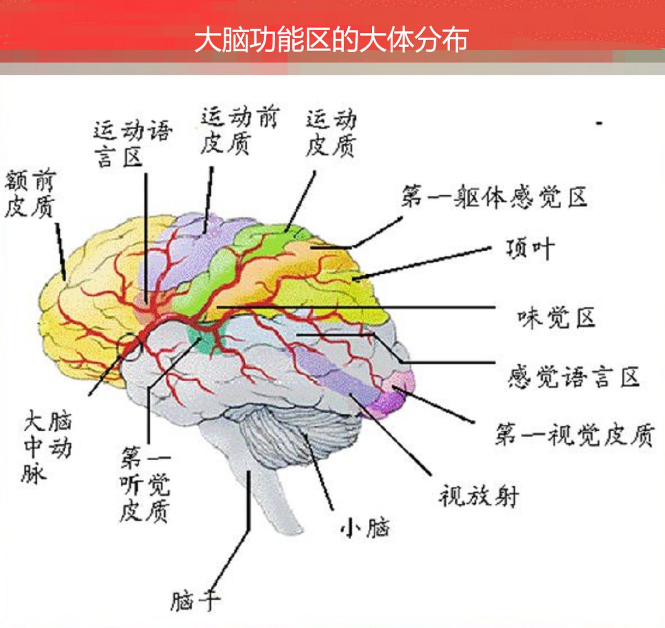 大脑皮质的功能定位图图片