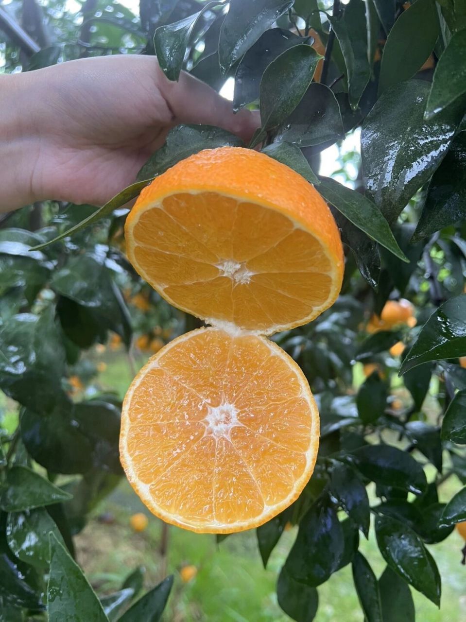 嫩如果冻一口飚汁柑橘类的"天花板" 正宗四川眉山爱媛自包果园 头茬