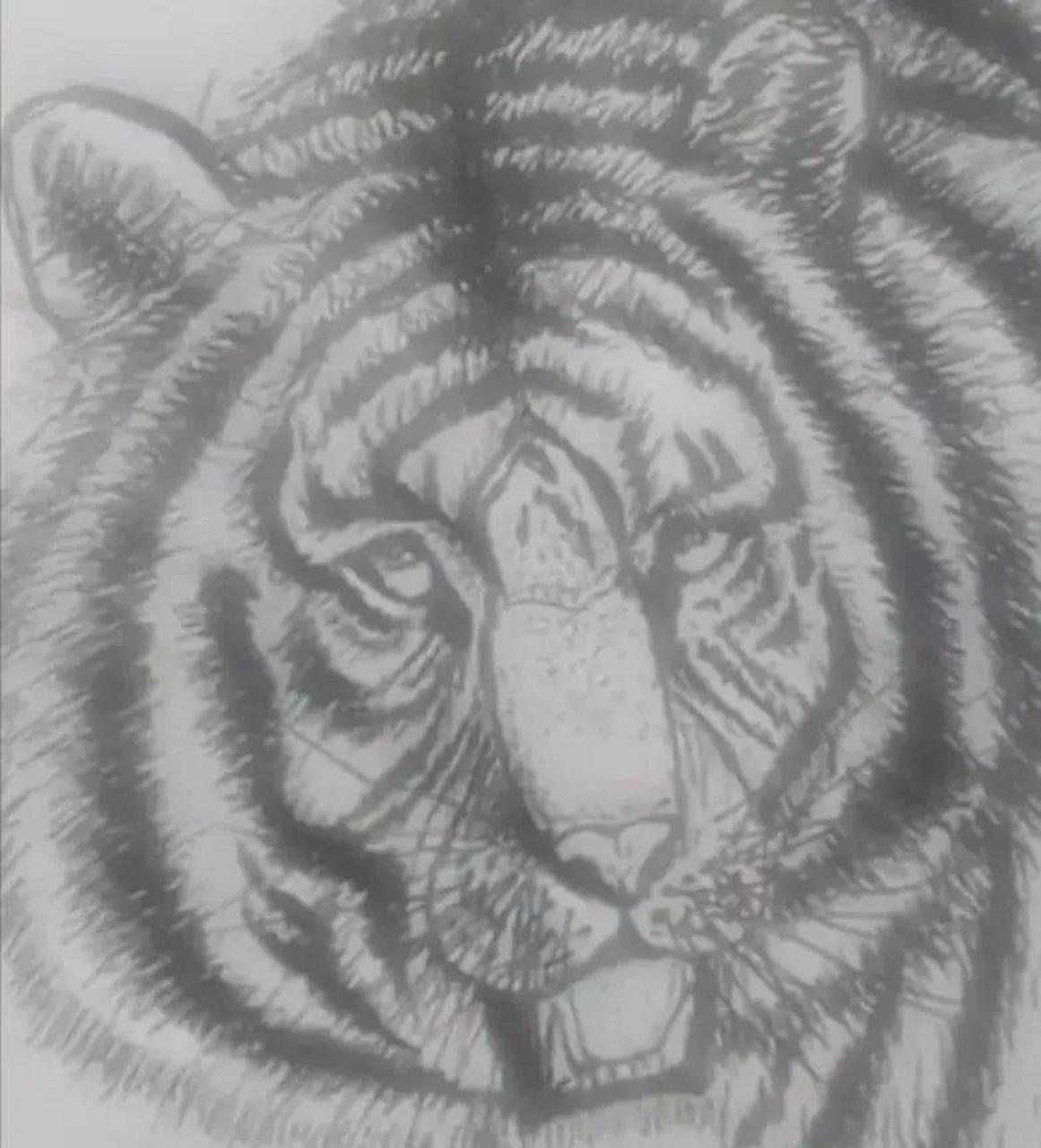 考眼力: 老虎图中藏有3张人脸,大多数人一张都没找到,你能找出来多少?