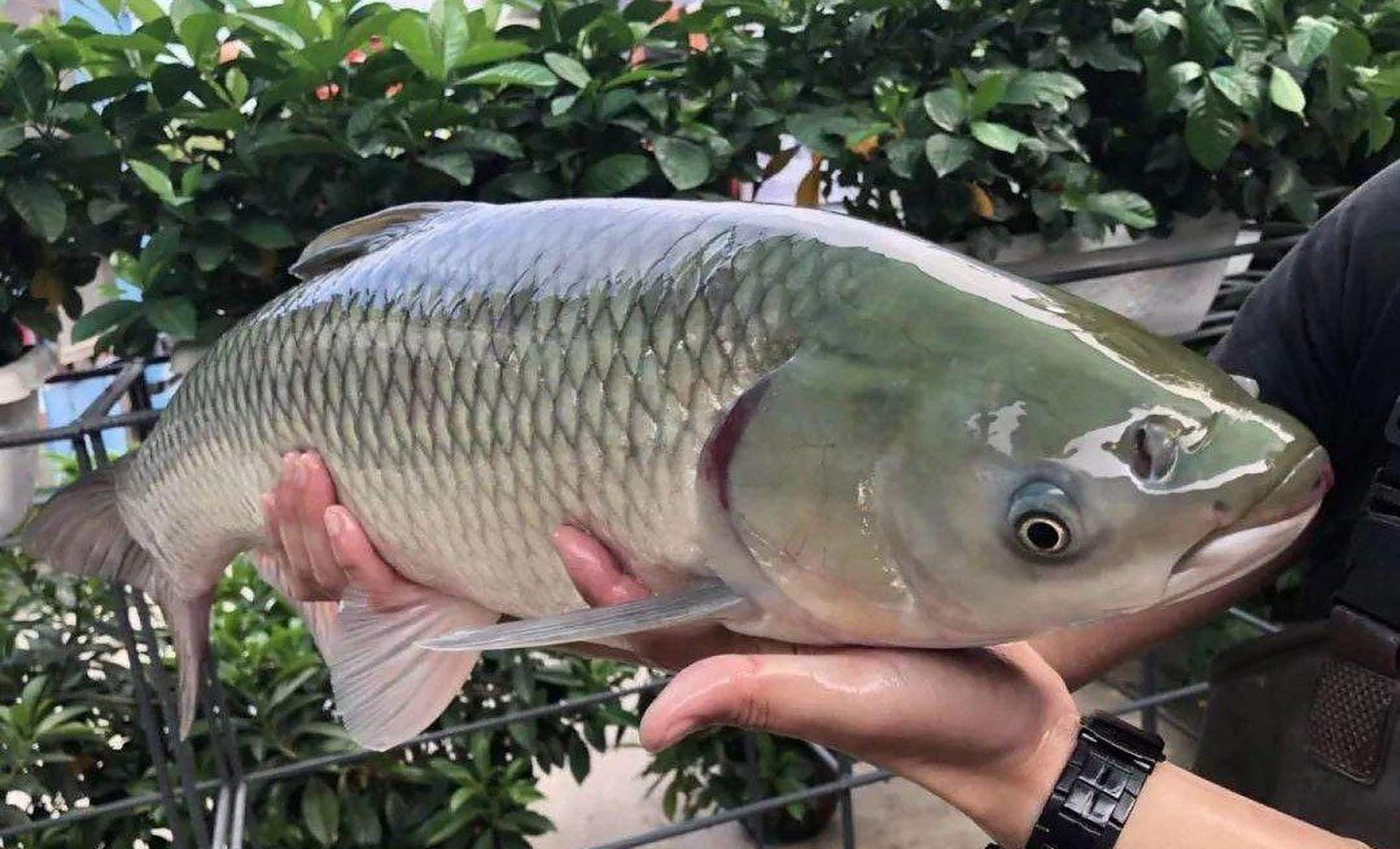 脆肉鲩,原产于广东省中山市长江水库,是中山市地理标志之一,是利用