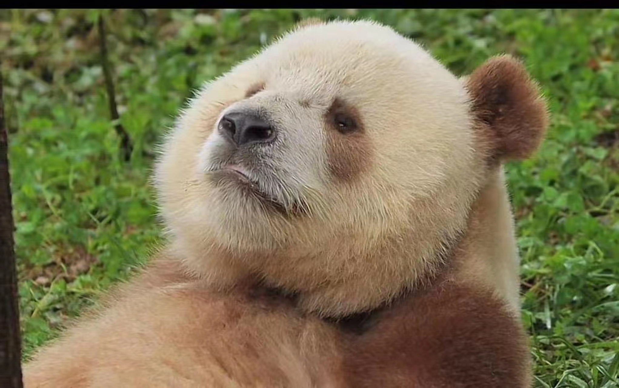 大熊猫七仔是一只非常可爱的大熊猫,它生活在中国四川省的成都大熊猫