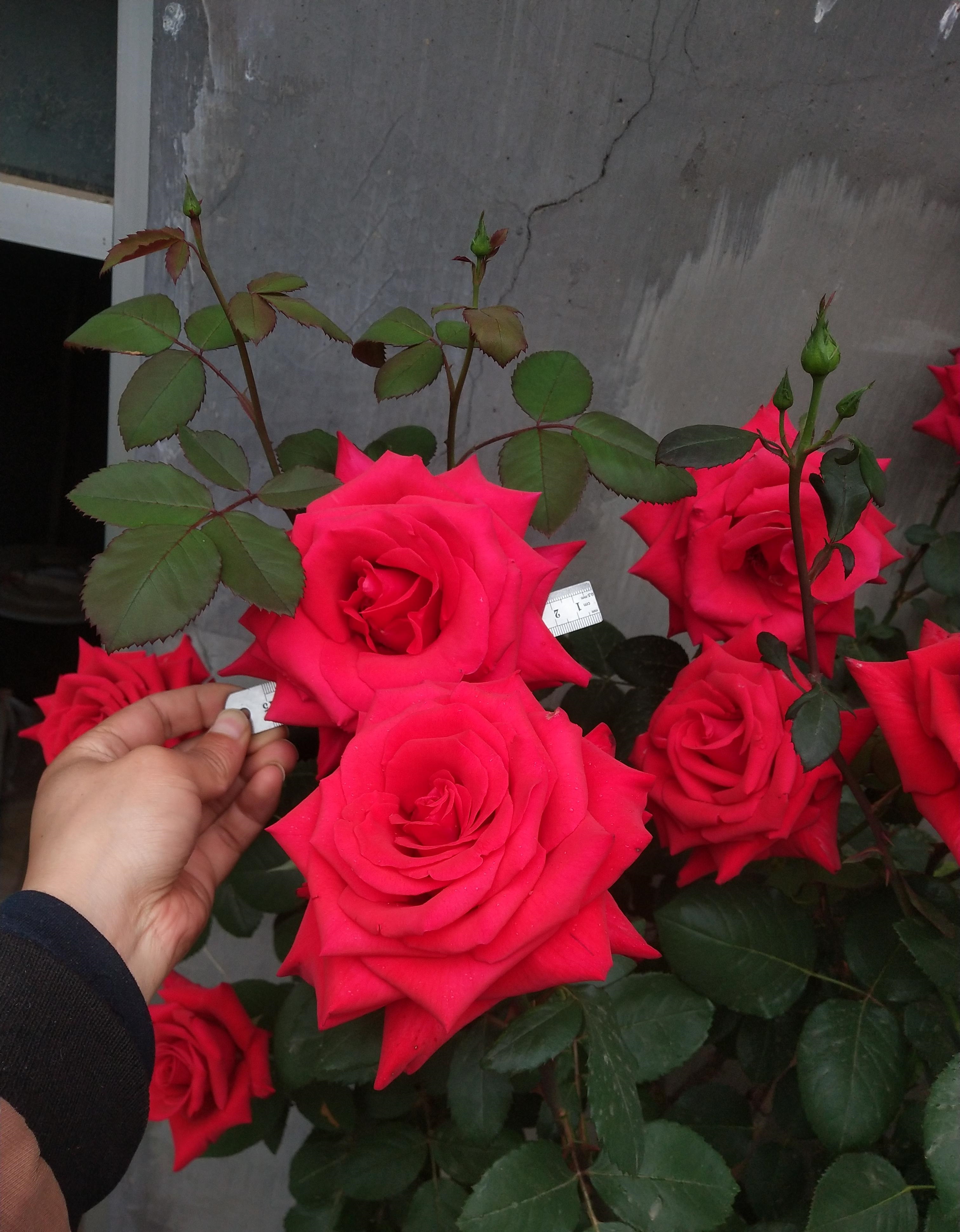的传统名花,深受花友欢迎,来给大家介绍一款"巨无霸"品种——亚克力红