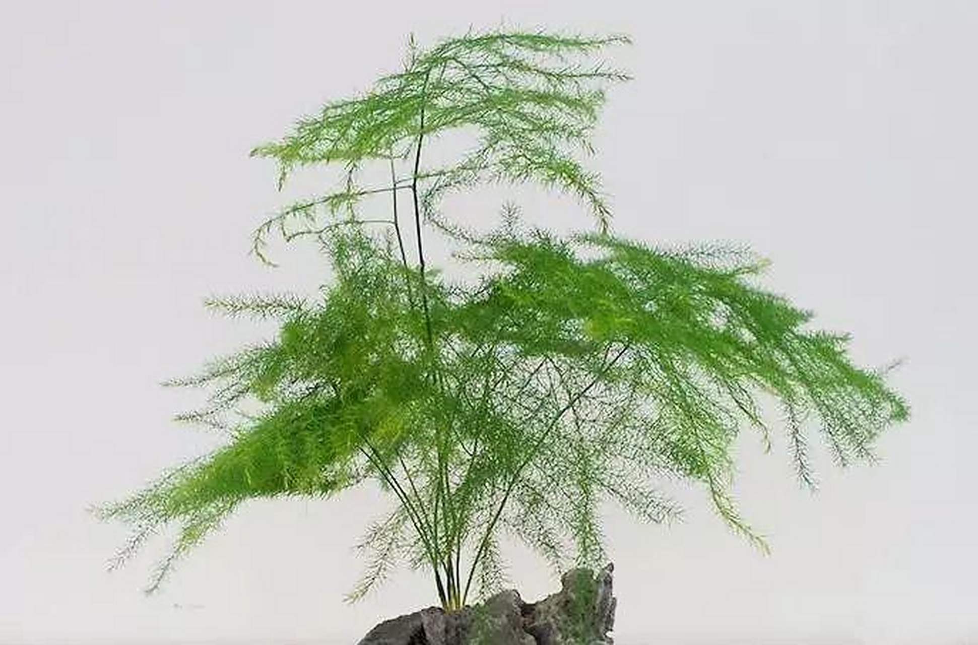 那么你知道该如何养护文松吗?