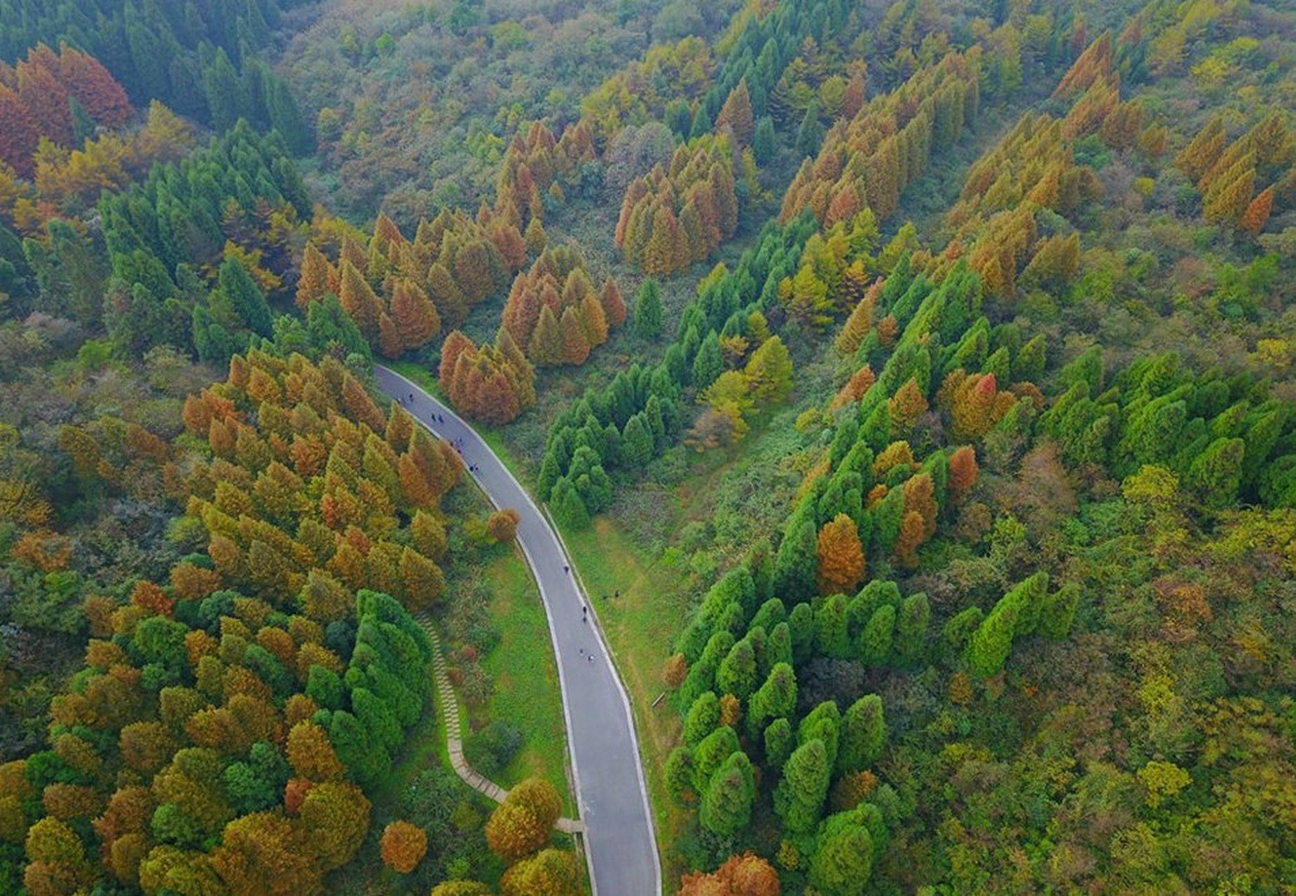 重庆山王坪:是国内探明面积最大,特色最显著的生态石林,占地524亩.