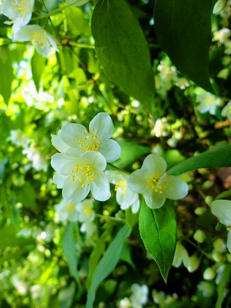 热榜之我见# 有的叶子在秋季也是绿色的,且看山梅花之美:花语一般都