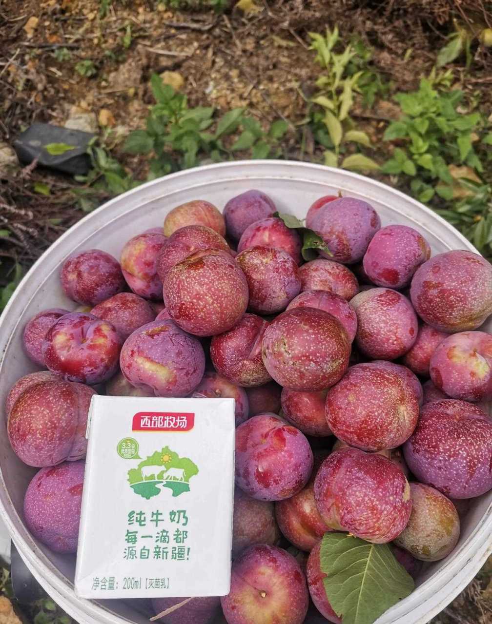 广东信宜钱排三华李是嫁接优化过的三华李.