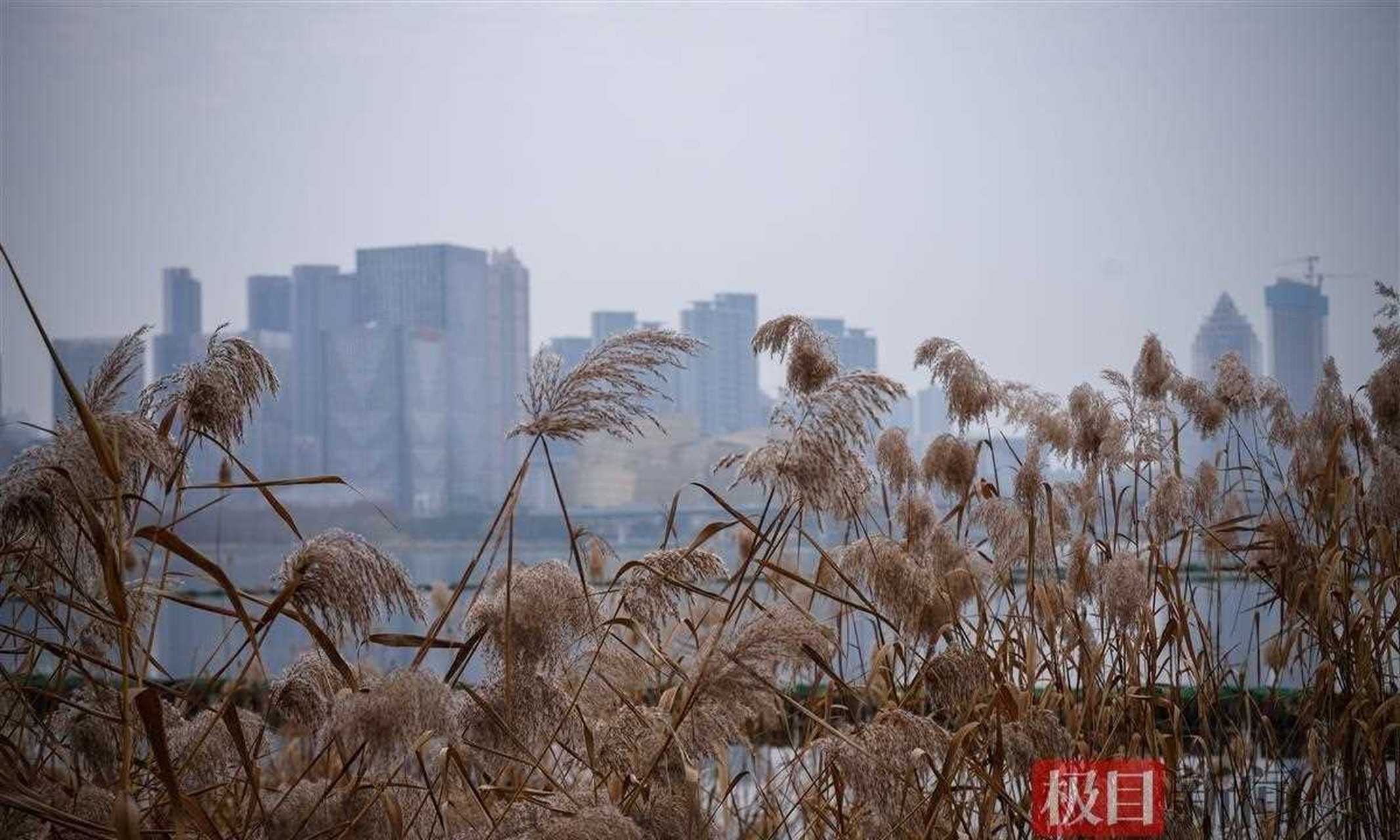 沙湖公园靠近湖北大学后门的湖边,有一片壮观的芦苇荡.