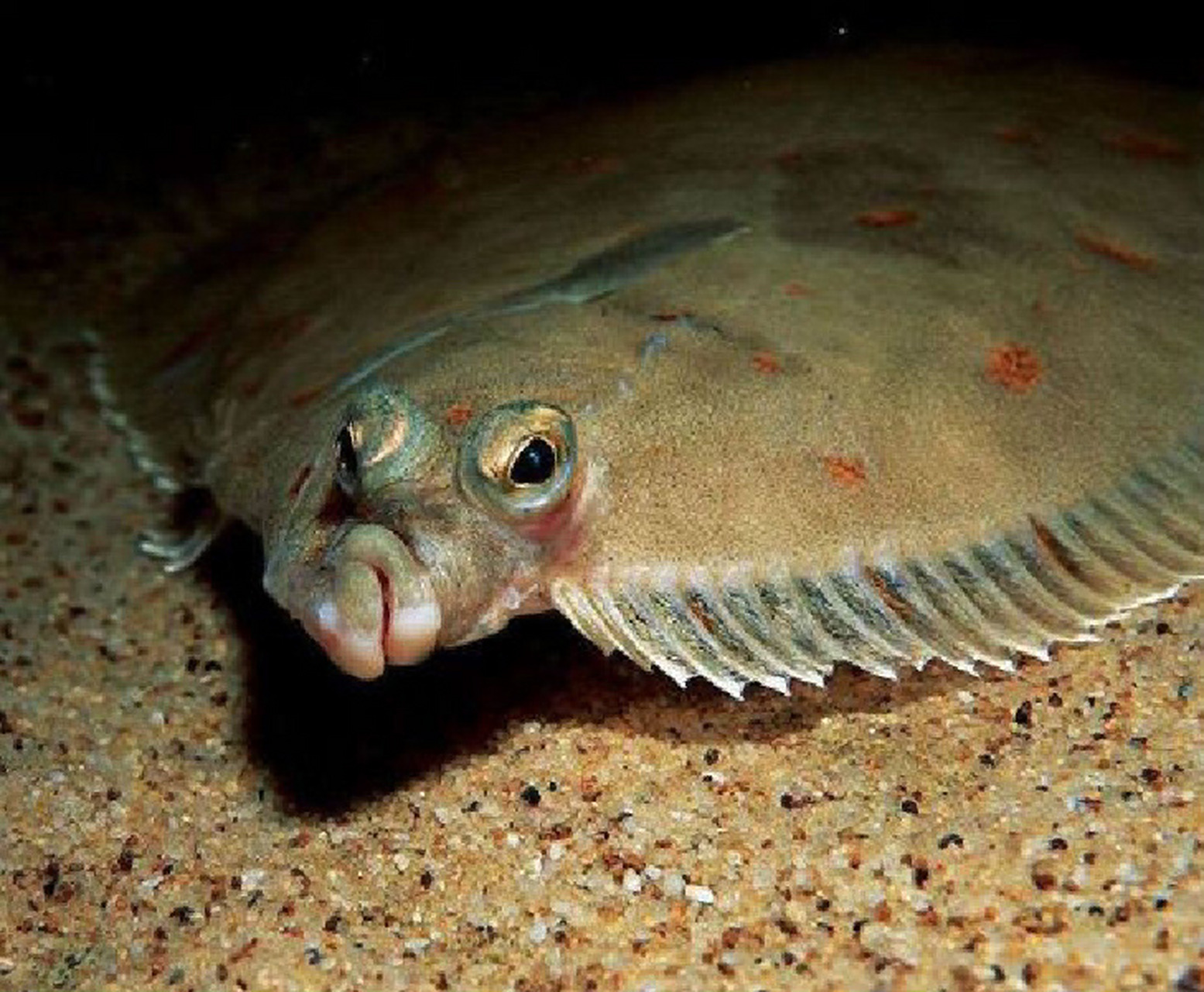 每天陪孩子一起瞧动物 名称:比目鱼 别名:鲽鱼 分类:动物界,脊索动物