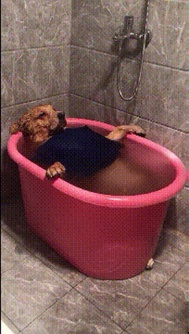 搞笑gif动图:搞笑第一张没见过狗子沐浴吗?