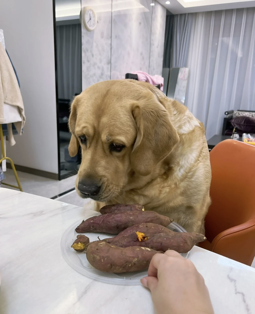 网友:小狗有两张面孔,上菜时荤,素不是一个表情!