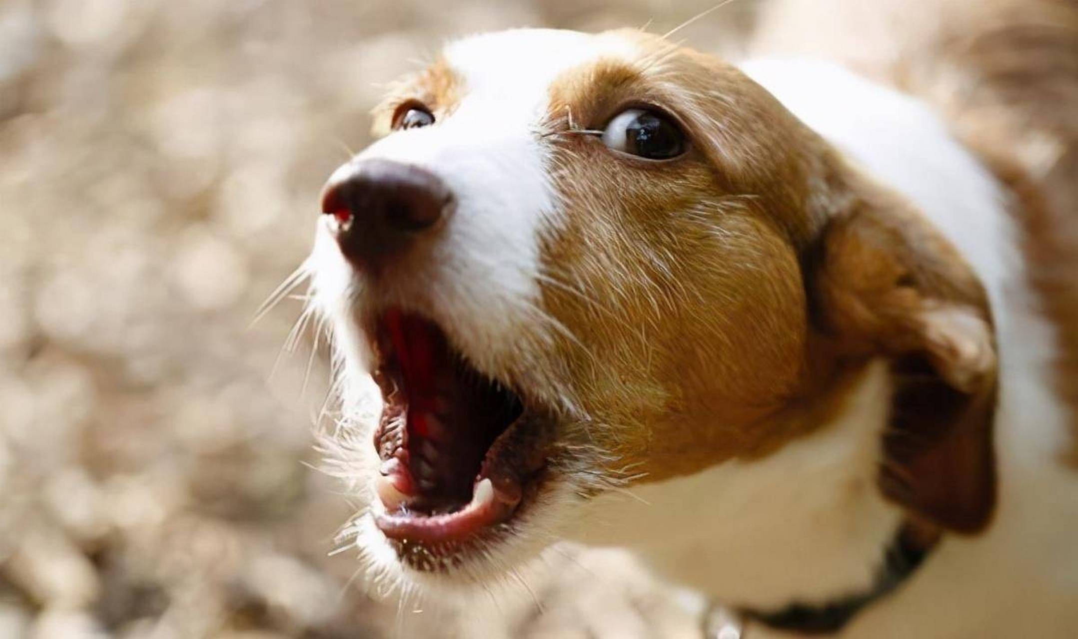 狗经常会朝着空气乱叫,它们真的能看到人类看不到的东西吗?