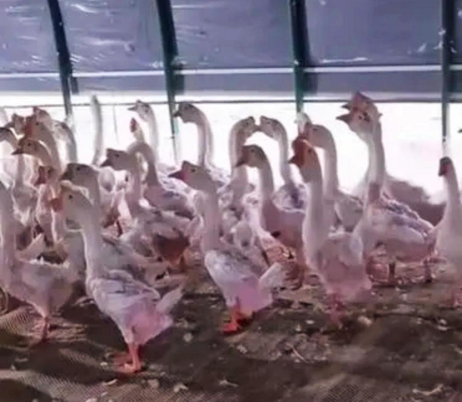 原来鹅绒是活着的时候拔下来的呀1717