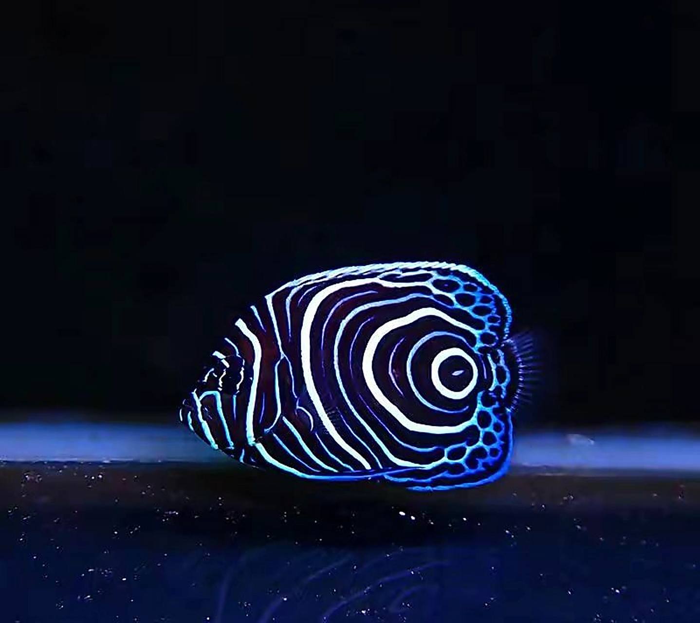 海洋生物-皇后神仙鱼 95学名主刺盖鱼,体长30~38厘米,体略高而呈卵