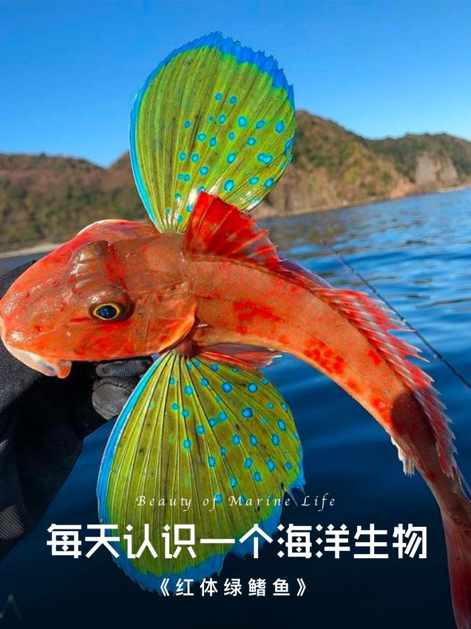 学名:chelidonichthys cuculus 英文:red gurnard 这种奇特的鱼叫绿