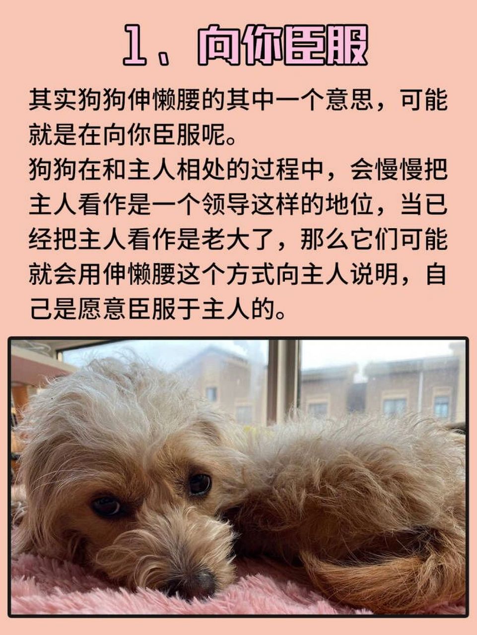 1,向你臣服 其实狗狗伸懒腰的其中一个意思,可能就是在向你臣服呢.