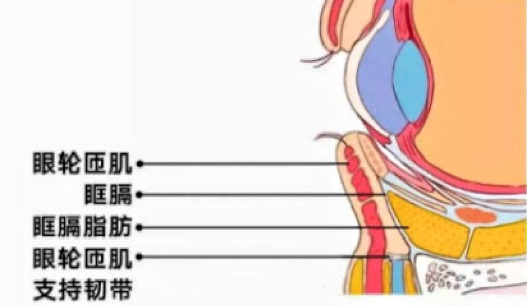 膈膜 位置图图片