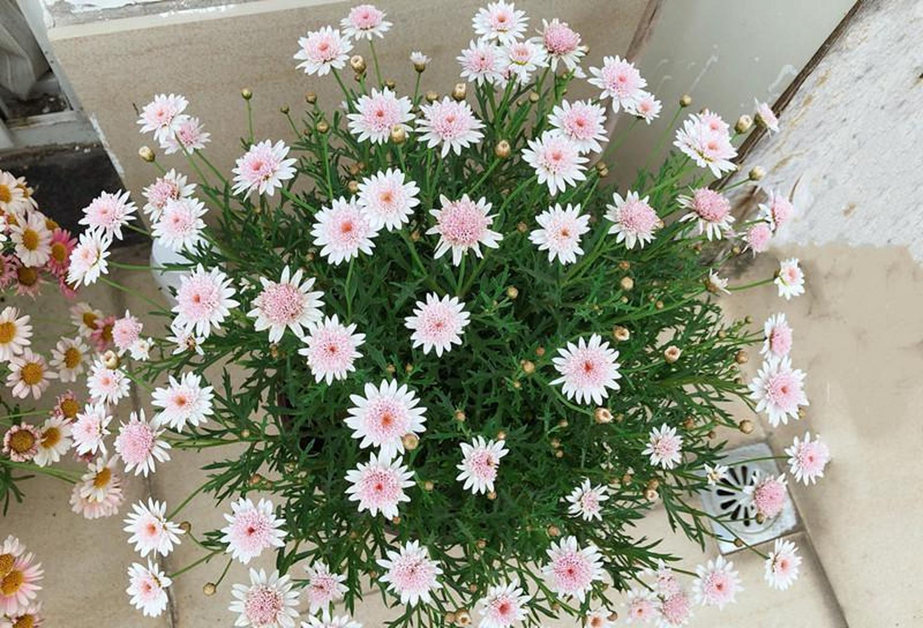 木春菊,又名玛格丽特花,很适合 养的花,好养易成活,掐根枝条丢到湿土