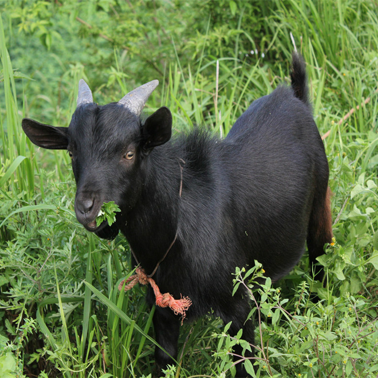 望谟黑山羊是贵州省黑山羊中最具独特品质的一个山羊品种,它的主要