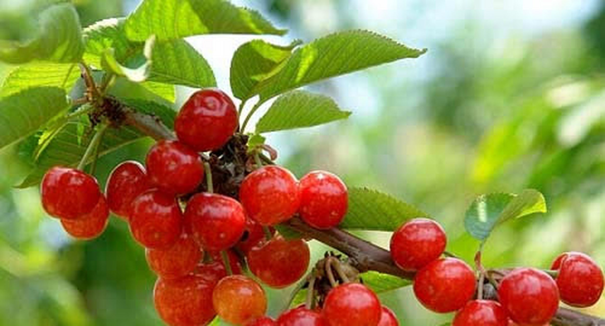 山野晶莹剔透,鲜红的崂山樱桃等你采摘.