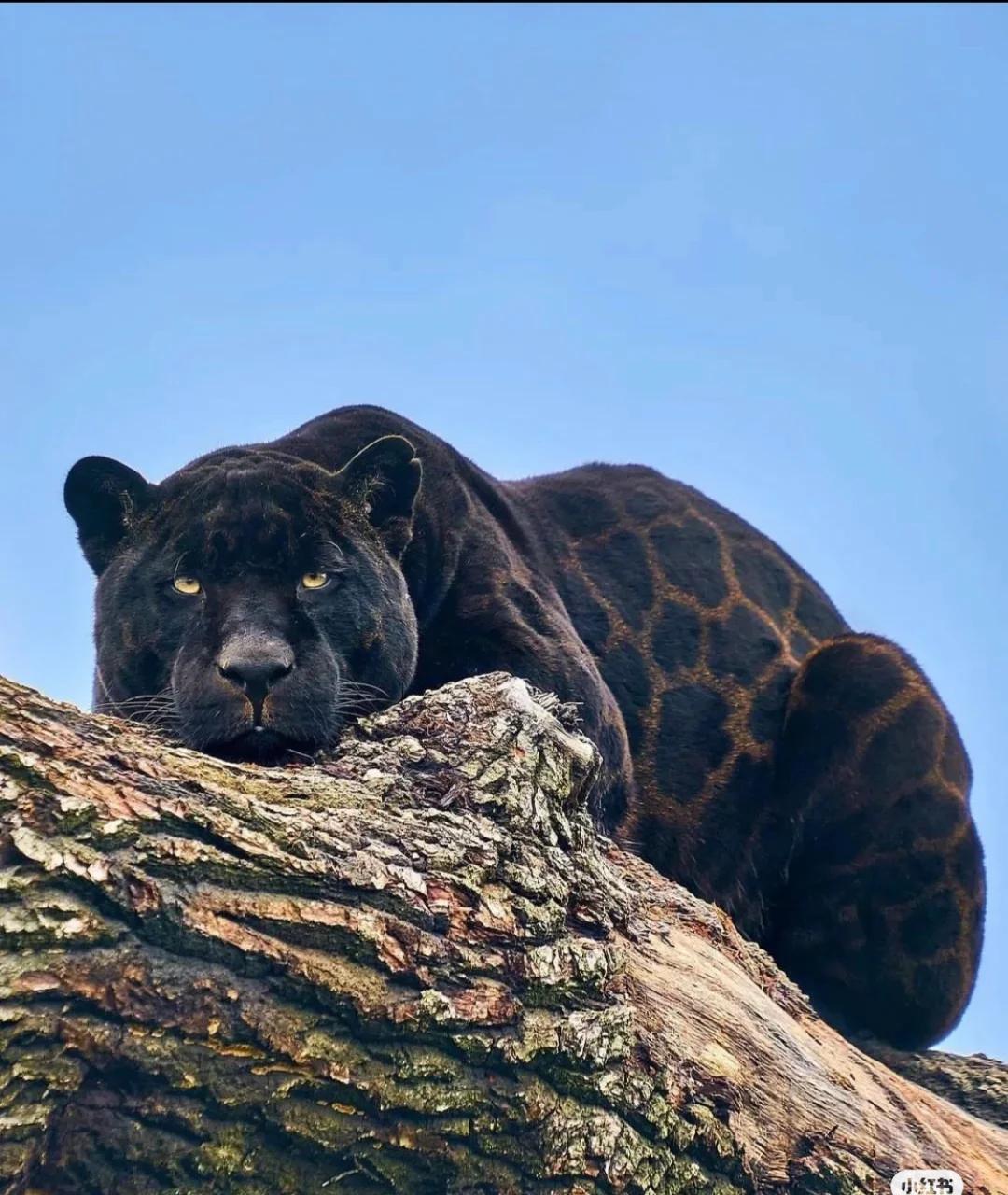 动物世界,不敢直视黑豹的眼睛