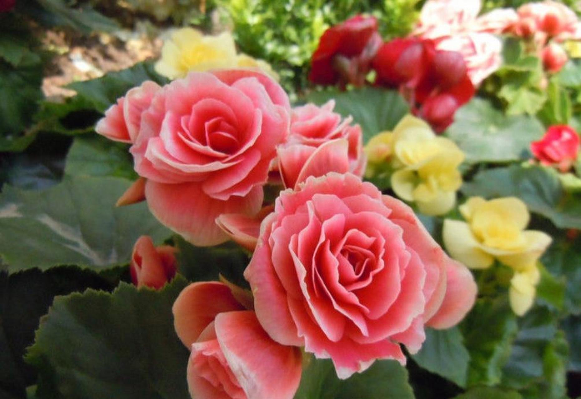 丽格海棠开花非常的漂亮,可是这种花太娇气,不耐高温和强光暴晒,所以