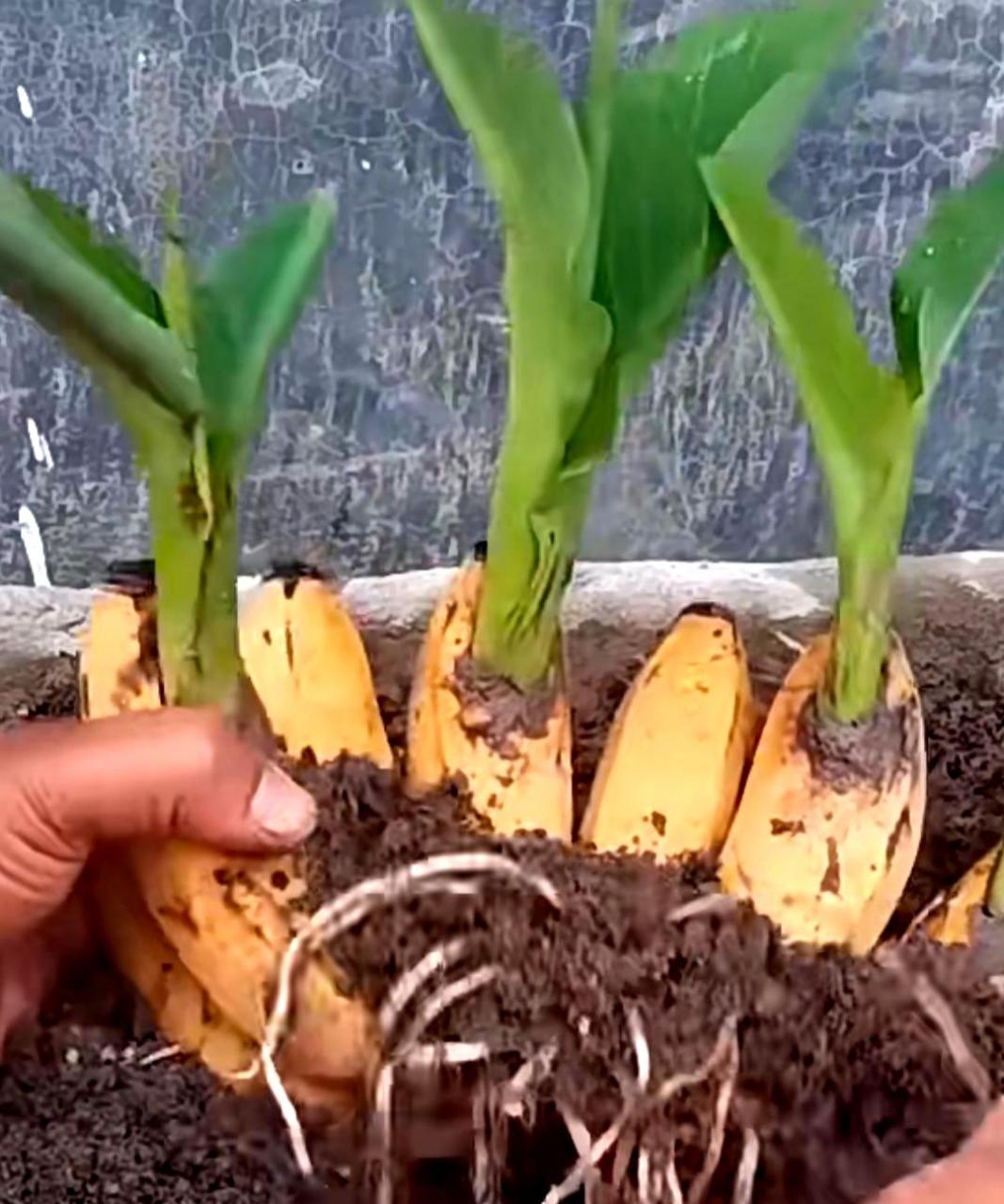 我原来不知道香蕉是这样生长的,现在学到了新知识.