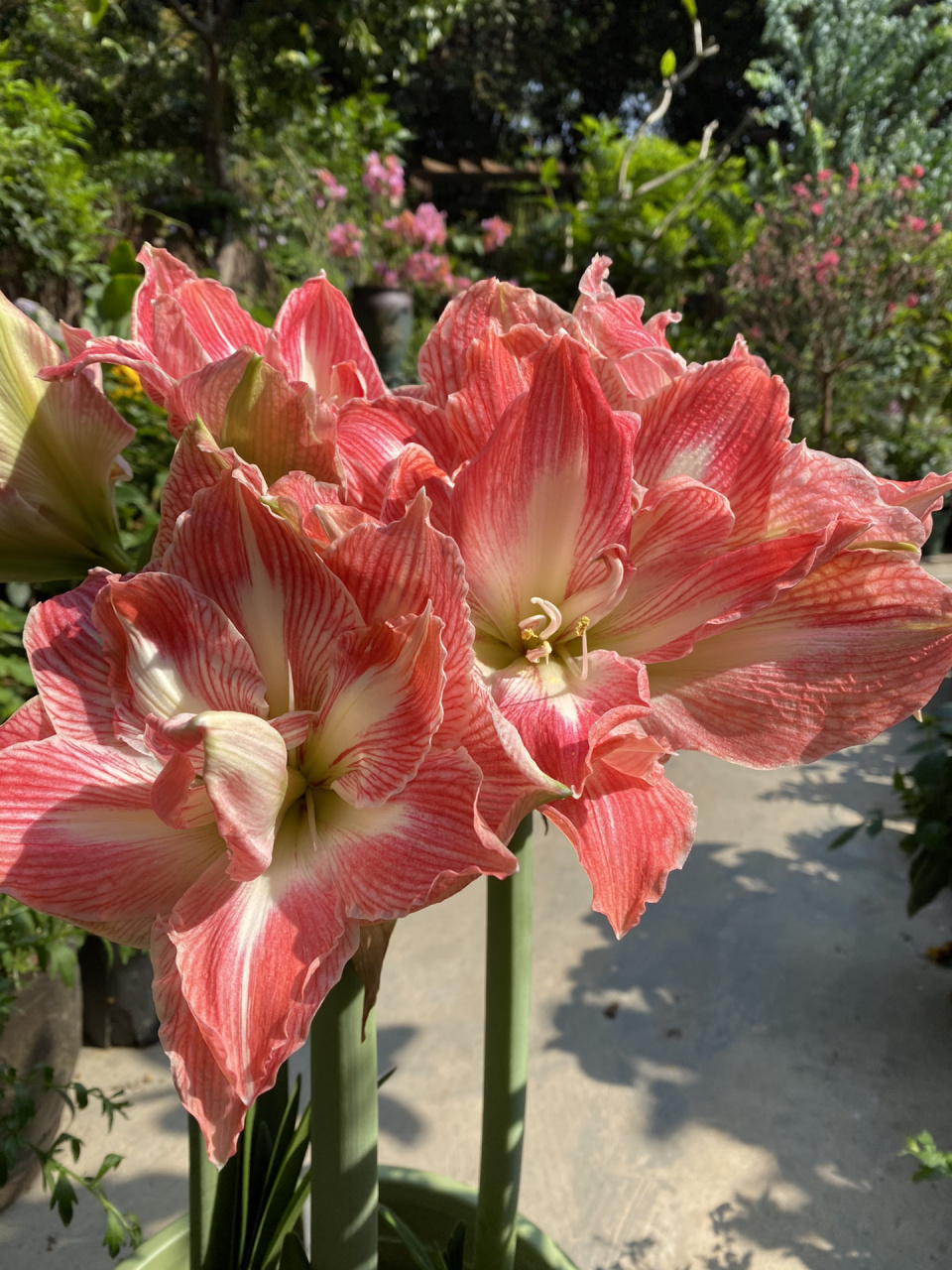 朱顶红:漂亮女神 花朵硕大,花瓣厚实,株型健壮, 瓣花好加上特有的条纹