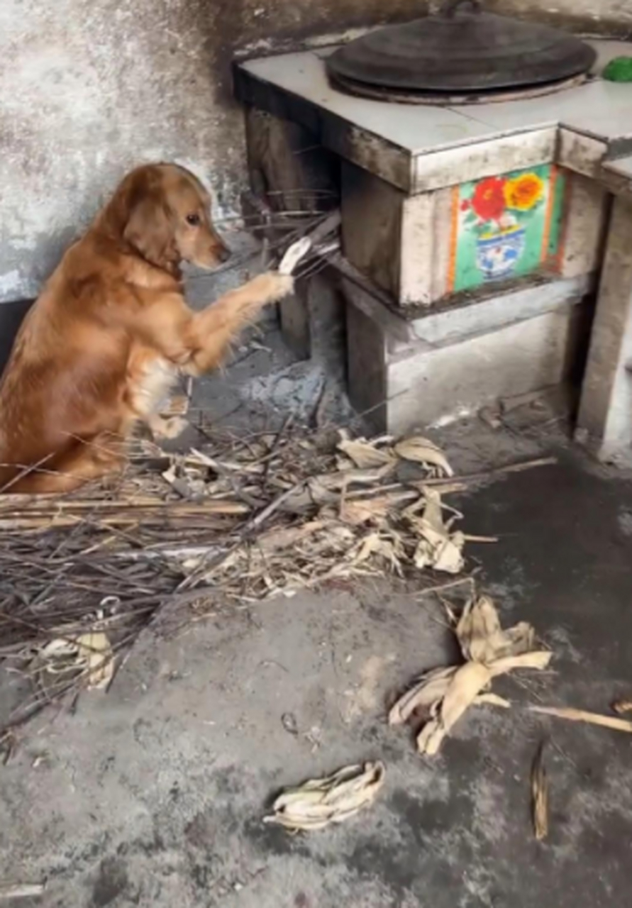 混口饭吃真不容易,还得替主人烧火实在是太难了