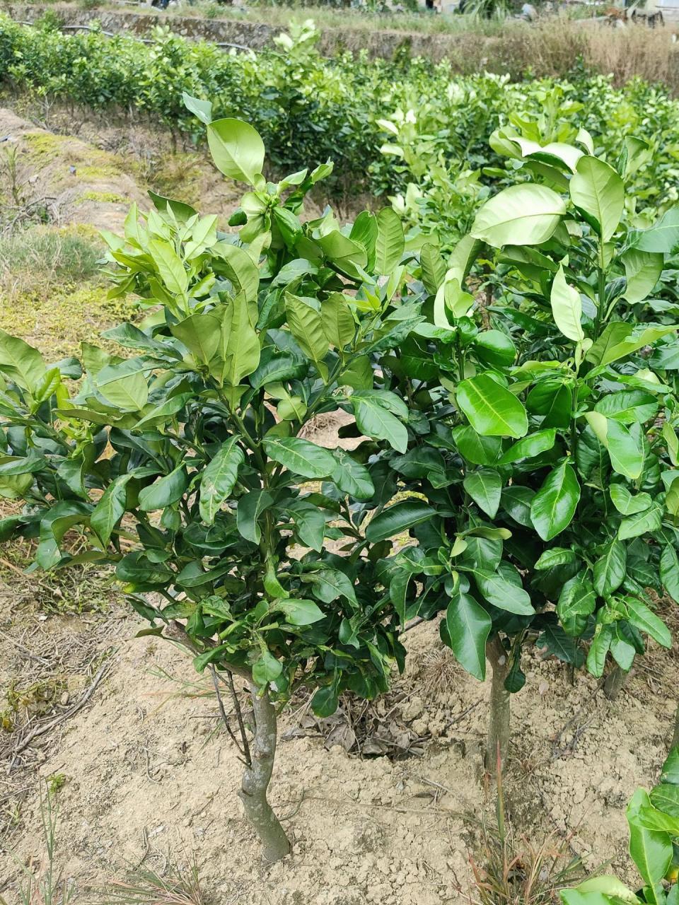 今日早安问候# 如果您需要其他品种的柚子苗更多信息,请随