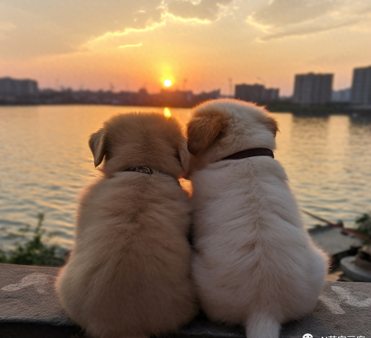一场日落,邂逅一场萌宠的浪漫,温暖人心的视觉盛宴,两只可爱的小狗狗