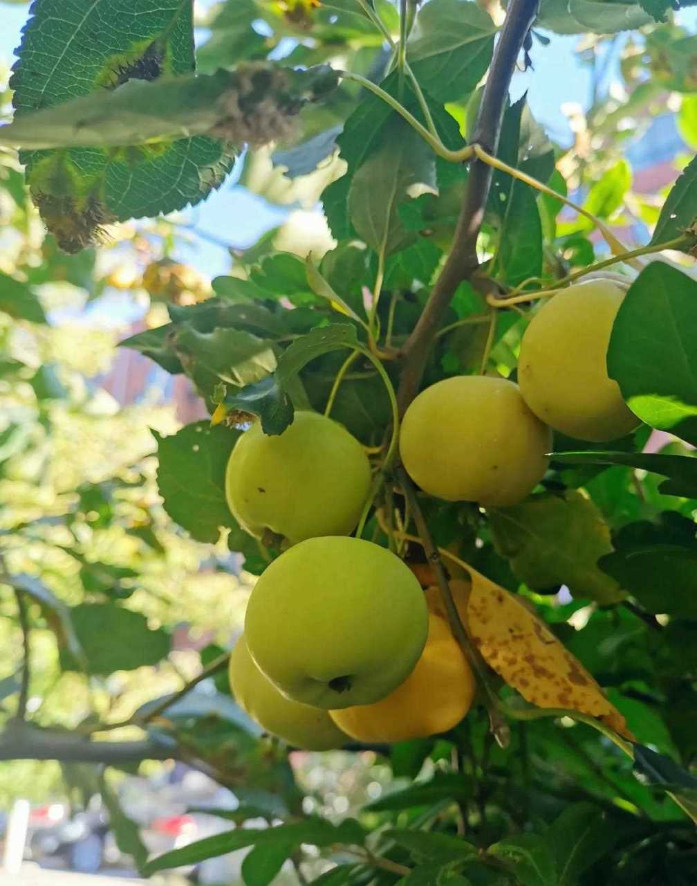 处暑过后天气转凉,东北的沙果,也叫太平果,由黄变红,开始成熟.