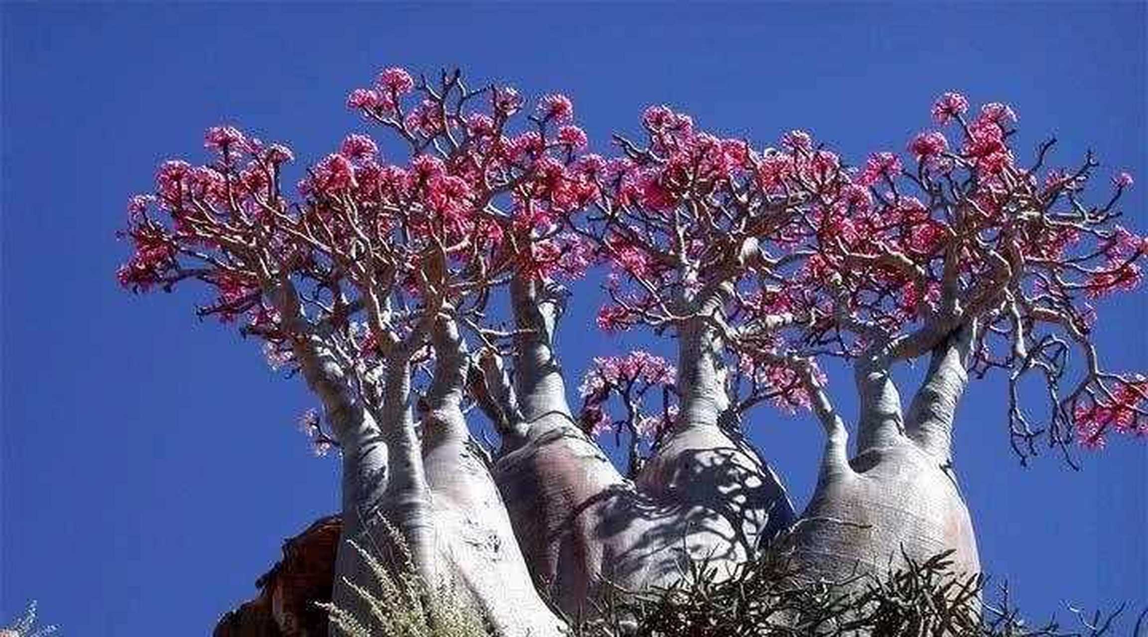最大的多肉植物,看看原生的沙漠玫瑰,最喜欢它的大肚子!