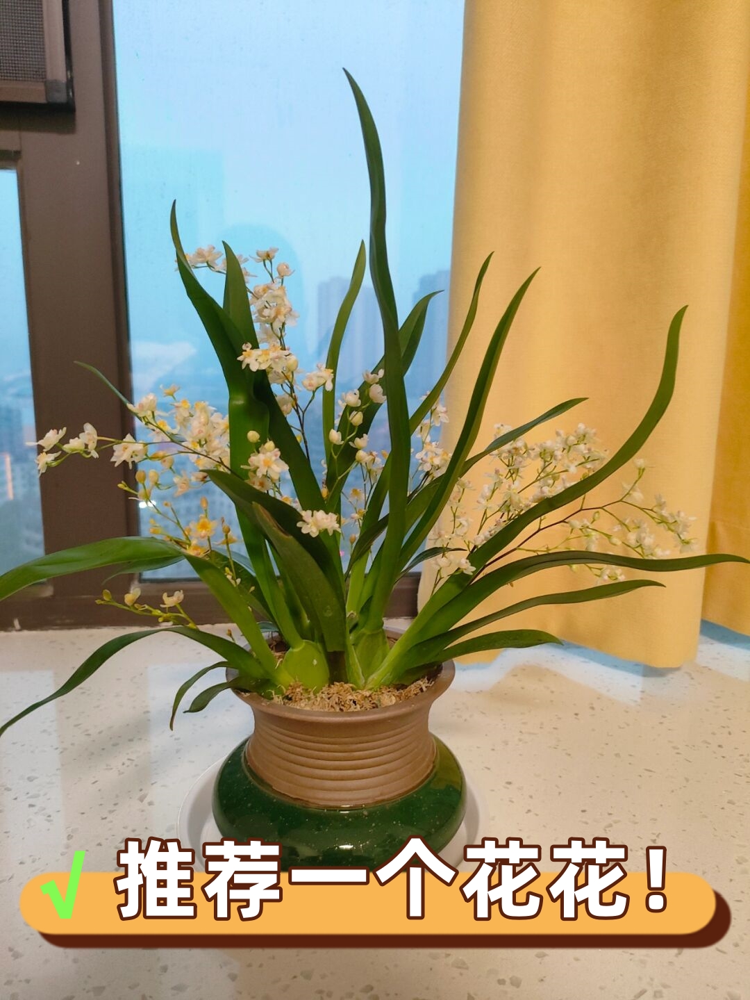 文心兰 真的巨巨巨巨香 养了一个多月了花慢慢全开了 真的超级典雅