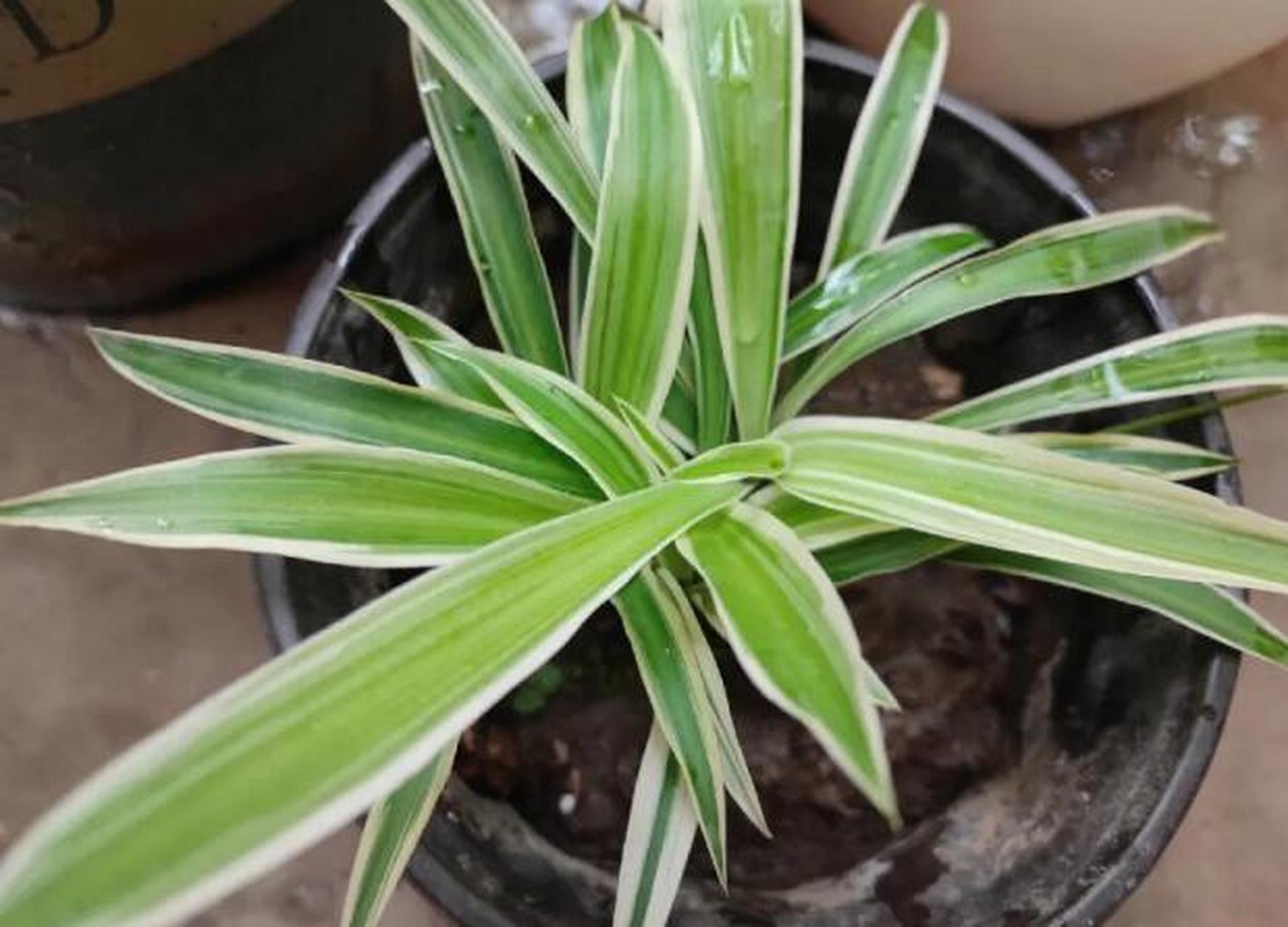 金边吊兰和绿吊兰一样,只不过是叶子上多了两条美丽的金边,还有金心