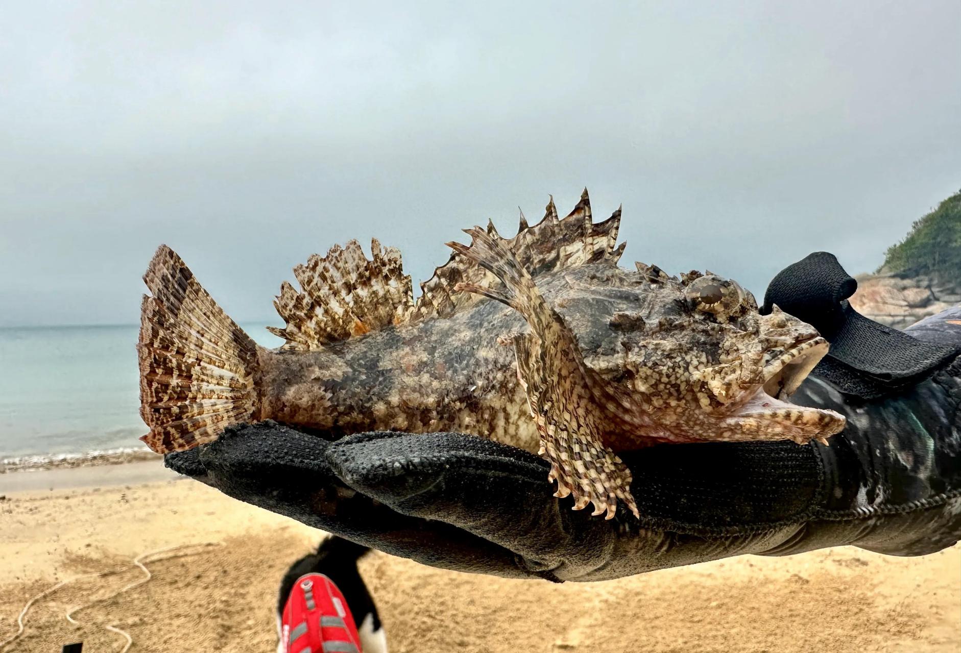 昨天去惠州的一个岛上抓到了几条"石头鱼",一位朋友想都不想就去抓