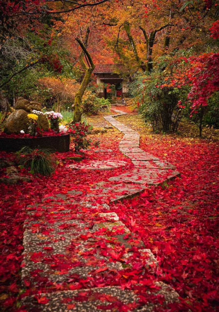藏于岚山嵯峨野深处的「直指庵」,红叶季太美了.