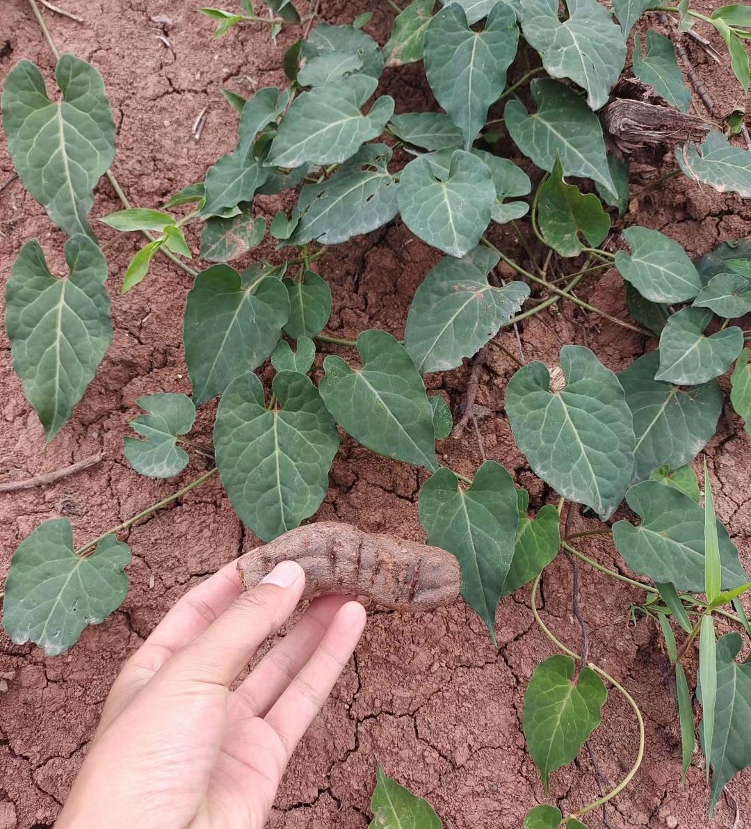 野生何首乌,可以洗头发用