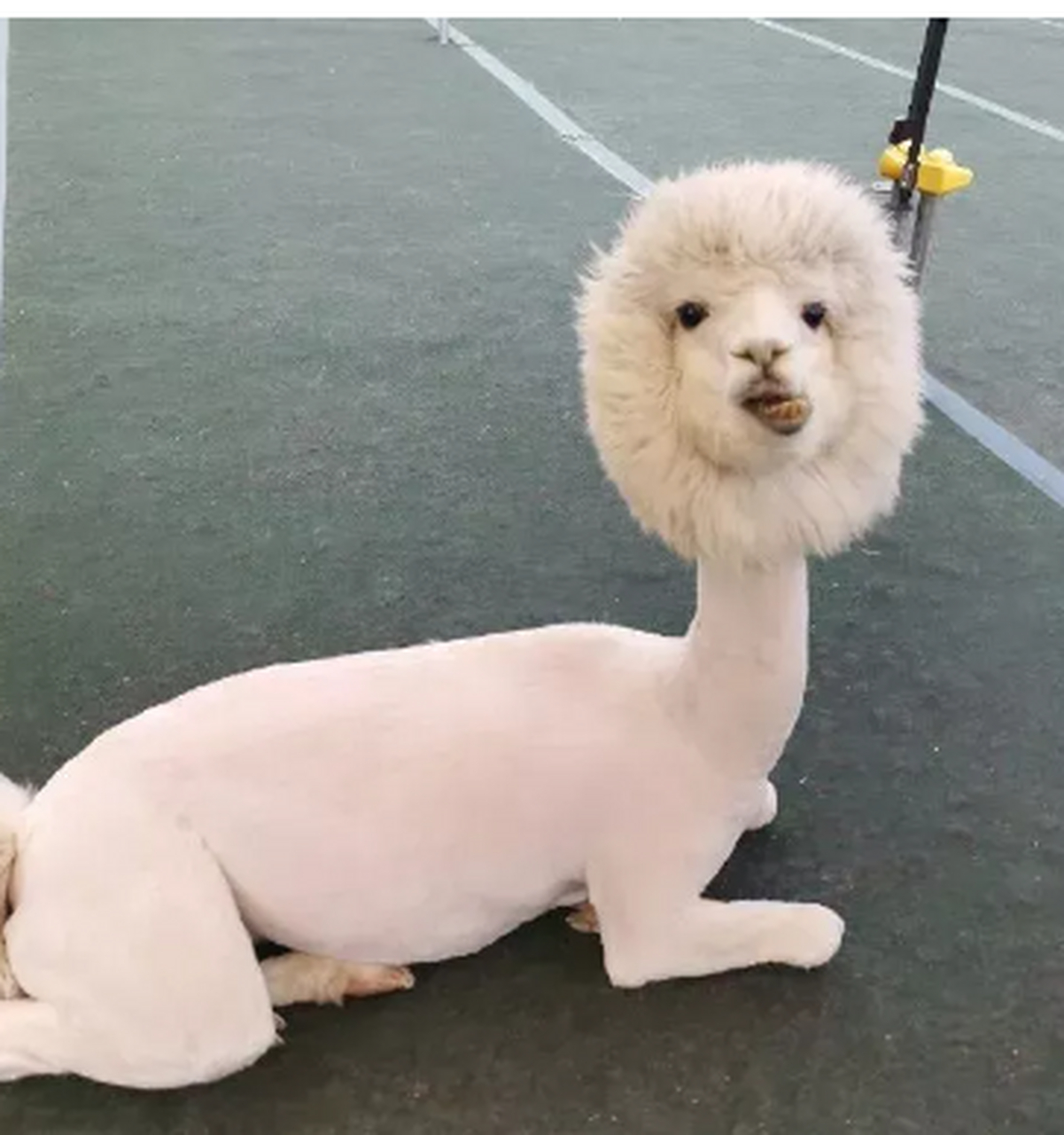 剃了个毛准备度夏的羊驼