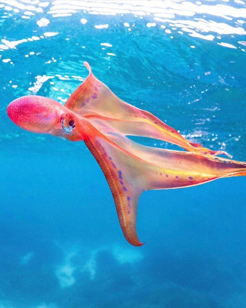 世界上最美的章鱼图片