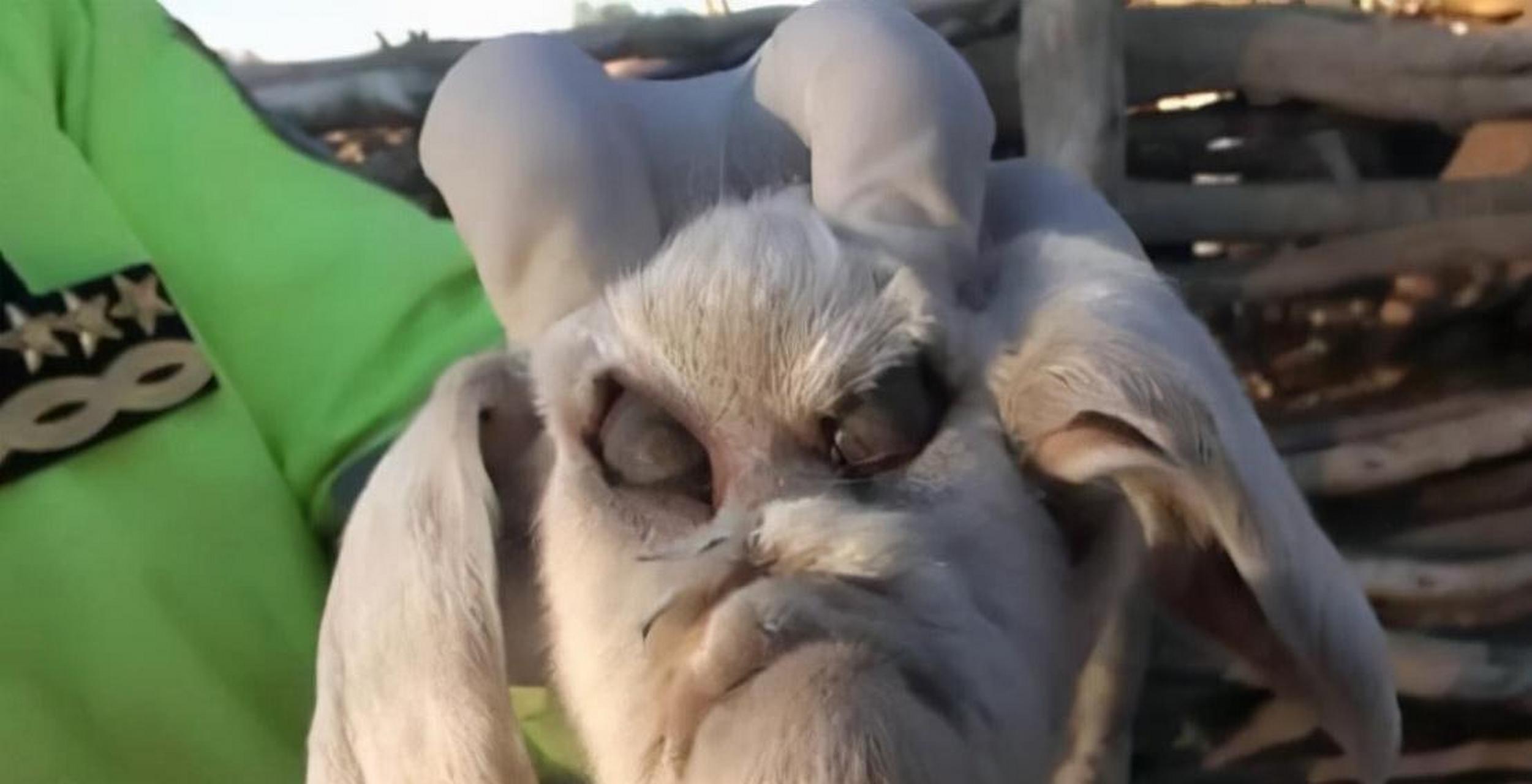 印度出现人脸畸形小羊,被当地人奉为神明,是羊主人的后代?