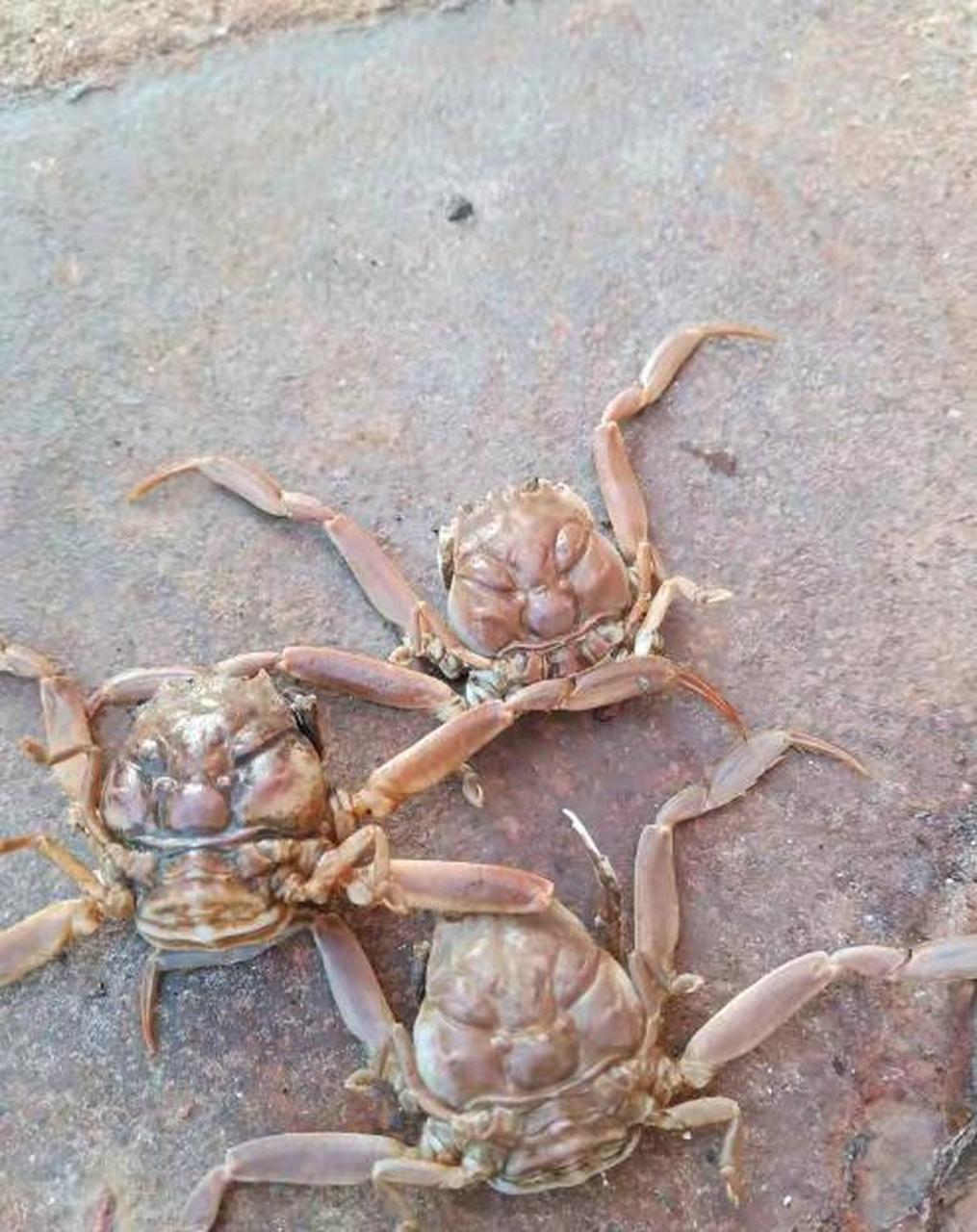 第一次见有这种花纹的螃蟹