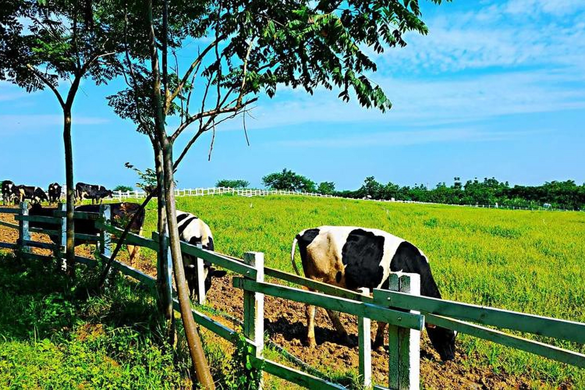 德阳原野牧场:占地面积约300亩,这里交通便利,环境优美.