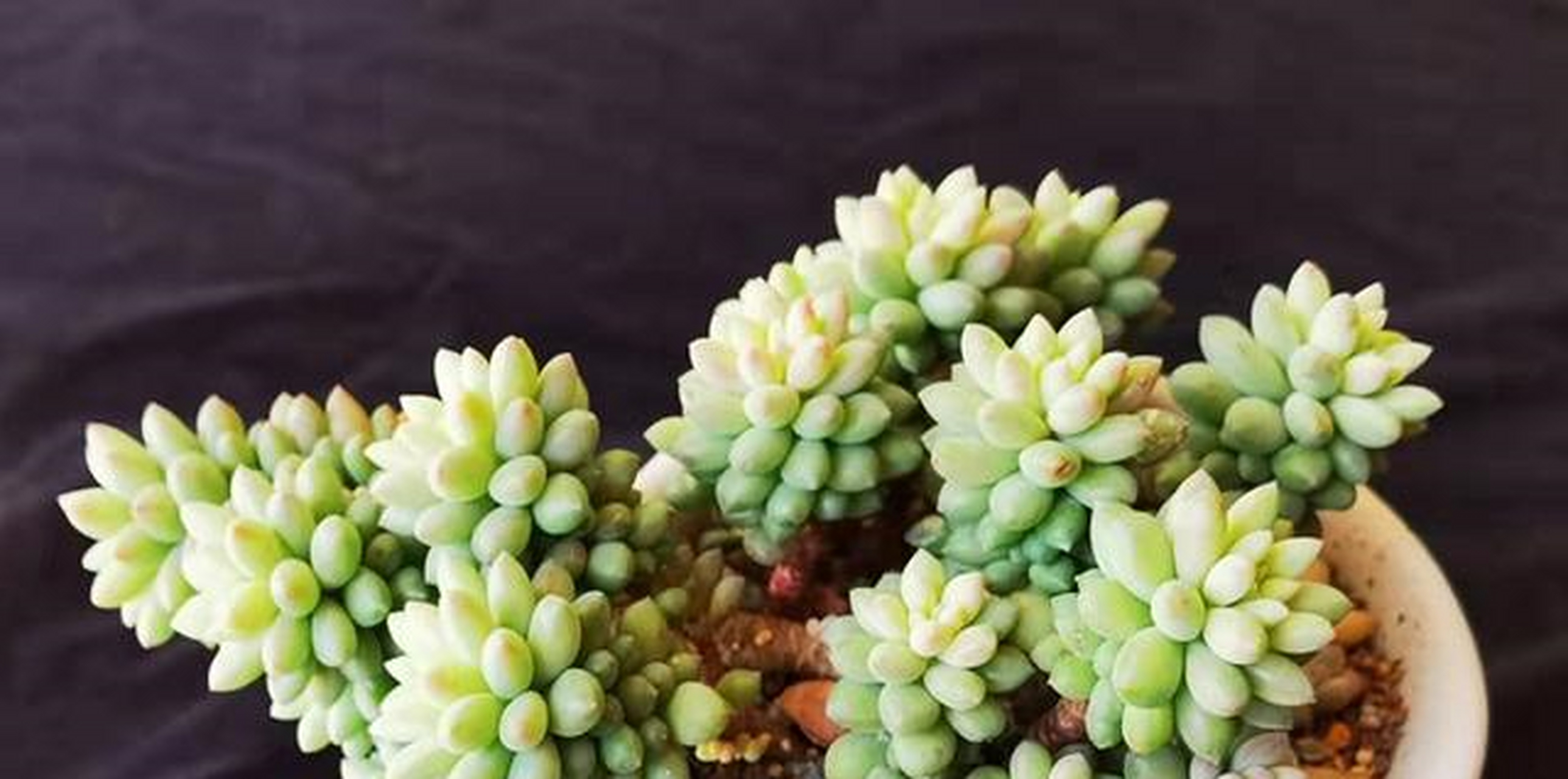 龙骨玉缀具体资料不详,大概是玉缀或新玉缀的杂交后代,为小型多肉品种