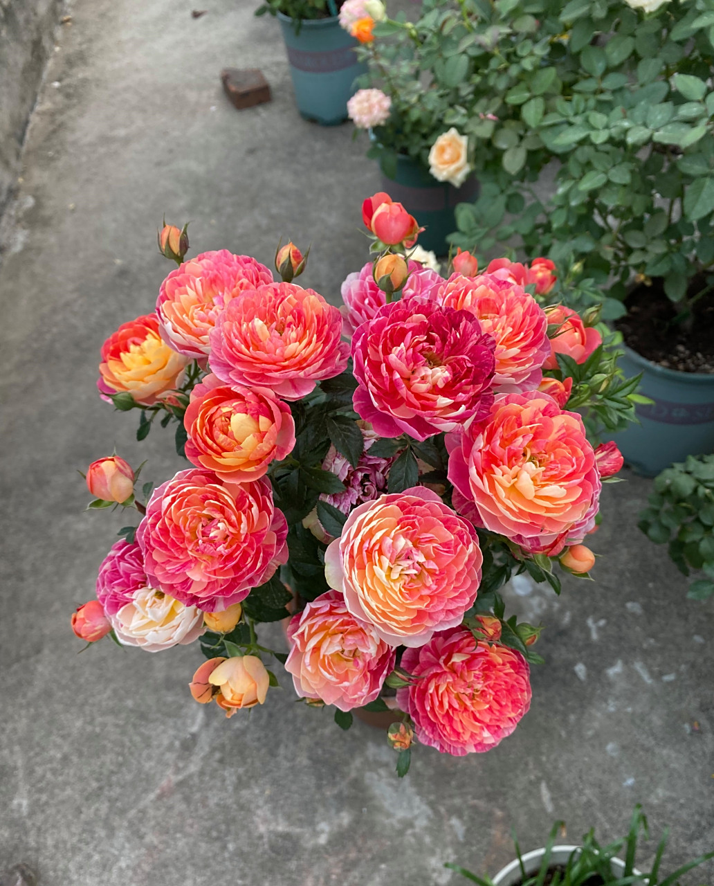 微型月季花"果汁阳台"的芽变品种——果汁飞溅,完美地继承了果汁阳台