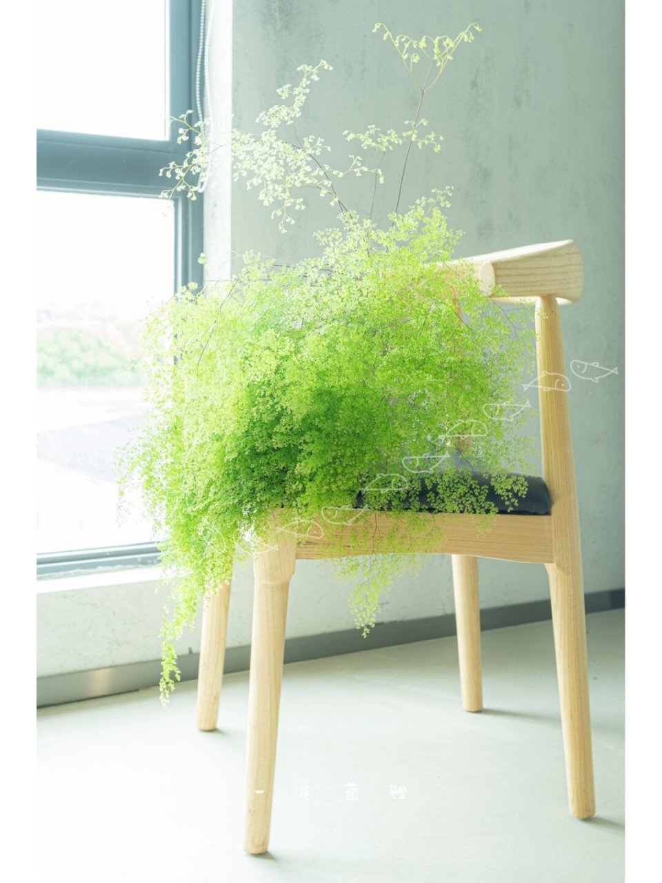 细叶铁线蕨  铁线蕨不容易养死,但很容易养残