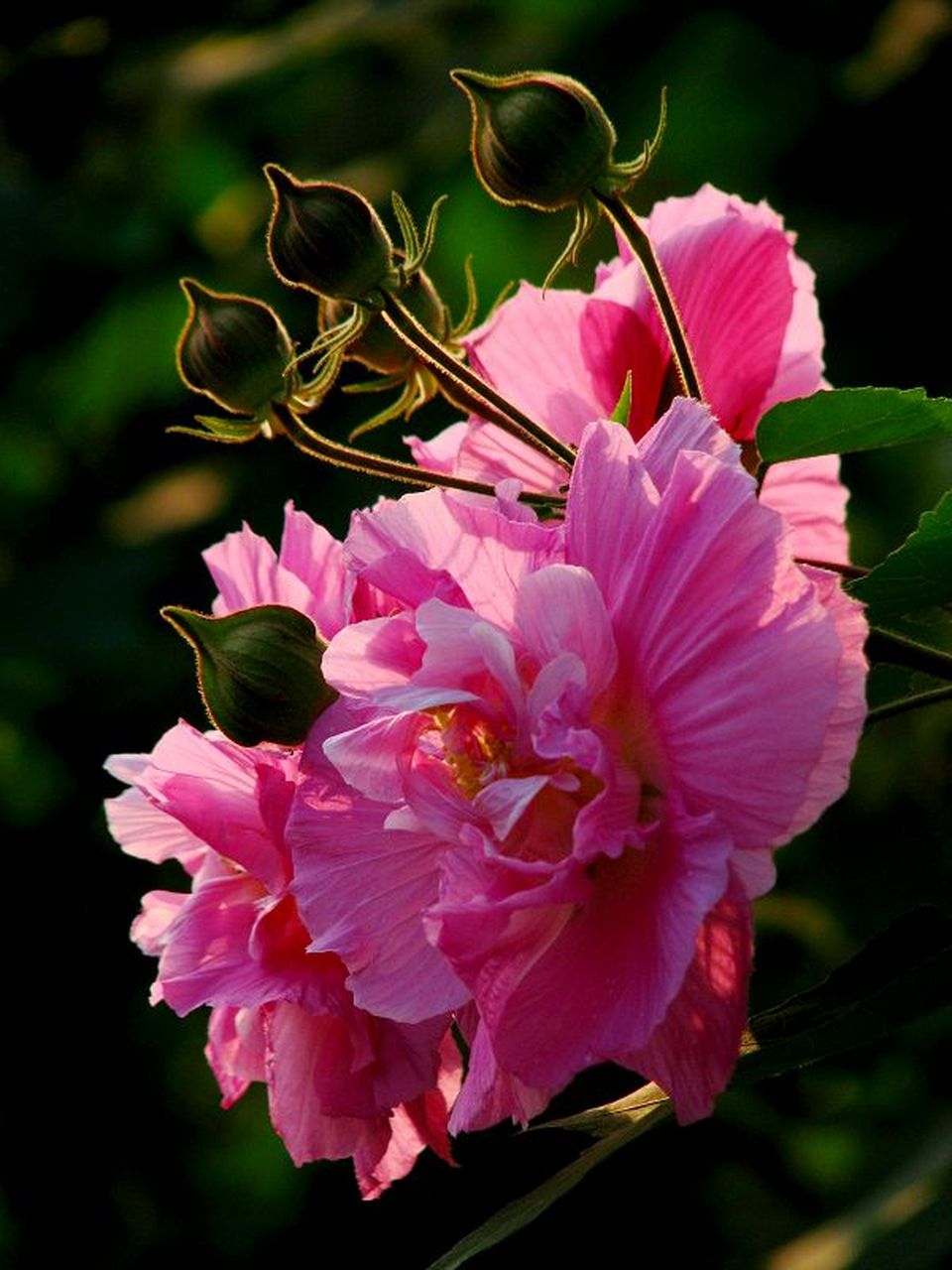 芙蓉花 遥见仙人彩云里,手把芙蓉朝玉京