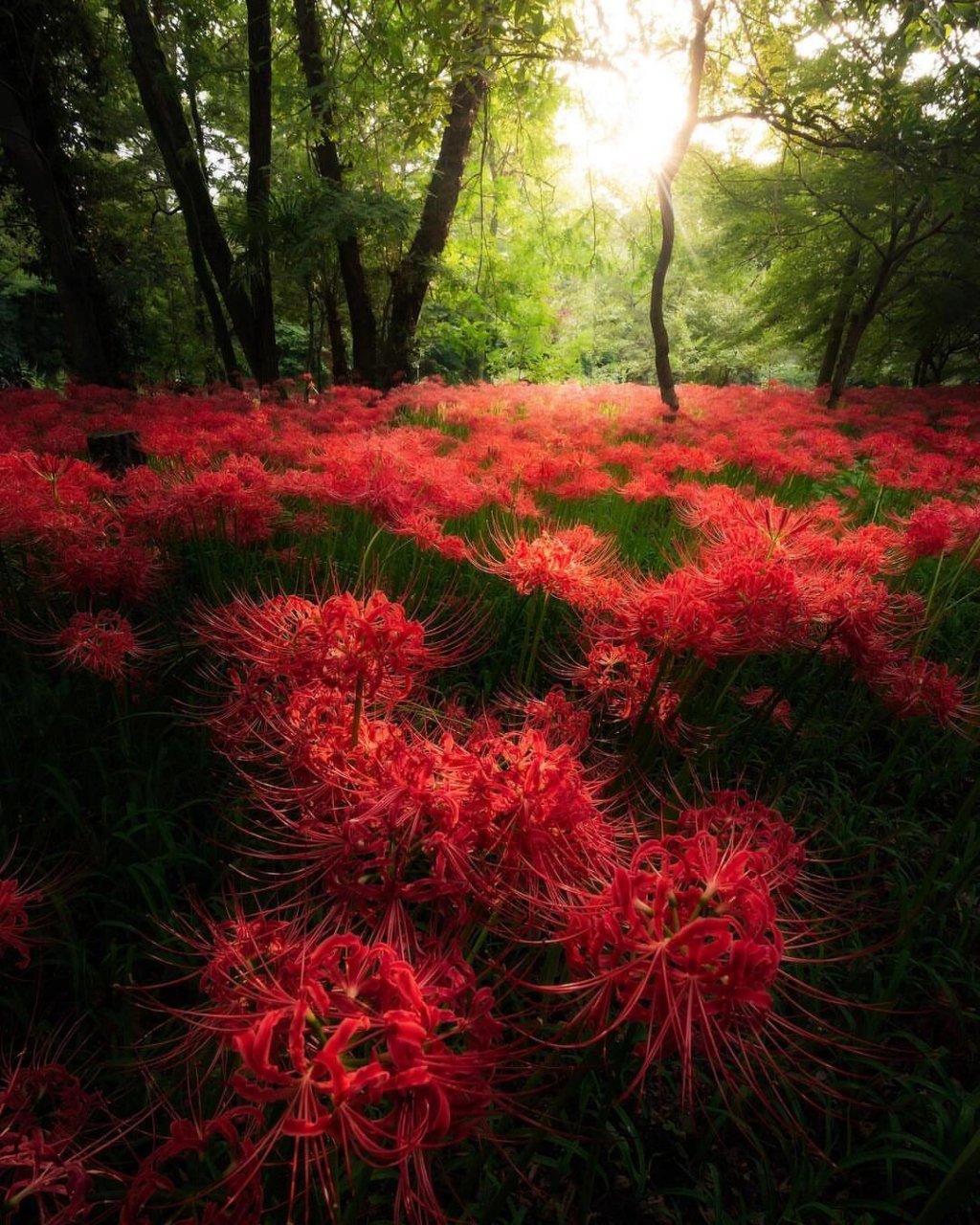 东京周边|秋日限定红色彼岸花海绝景"彼岸花"以其别名曼珠沙華而