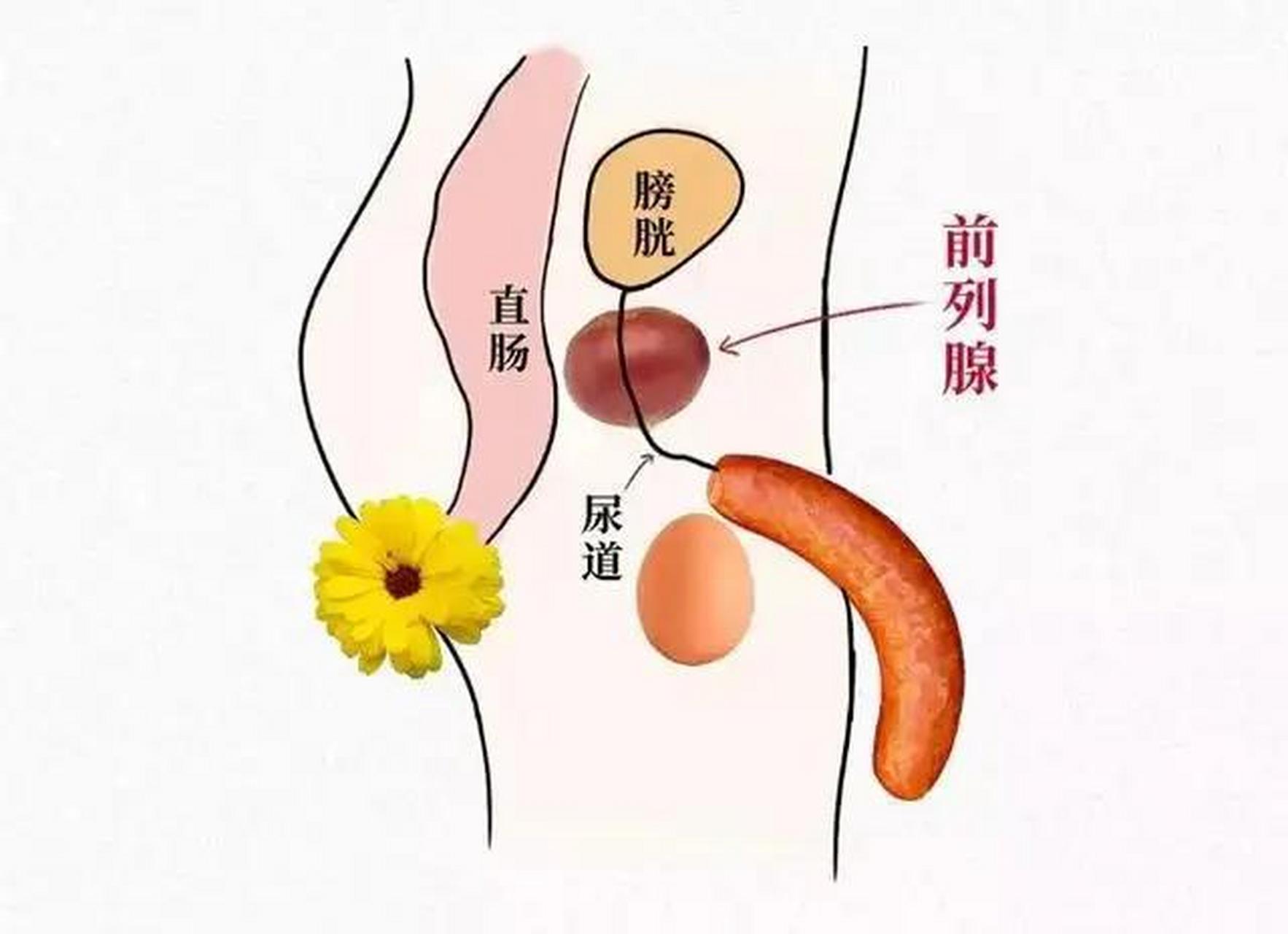 前列腺炎位置示意图图片