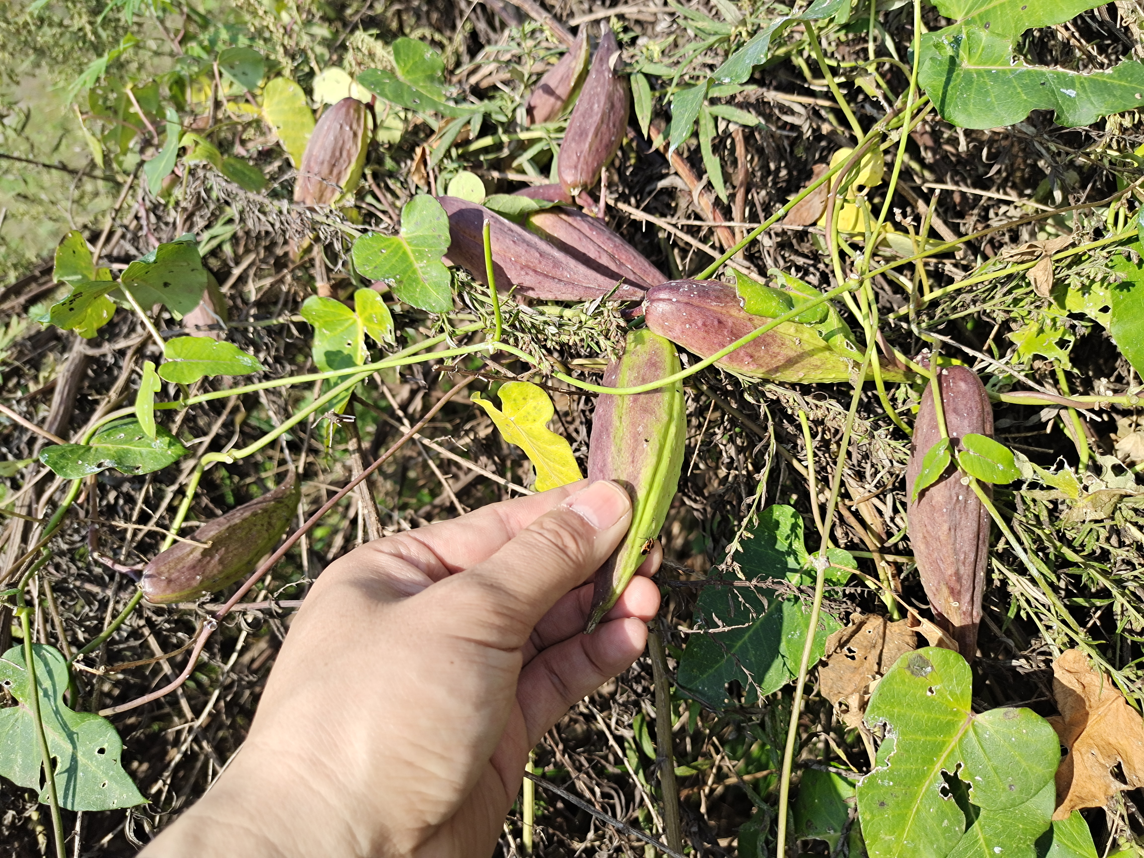 路边的一种野生小瓜,跟我们小时候吃的一种野生植物挺像的