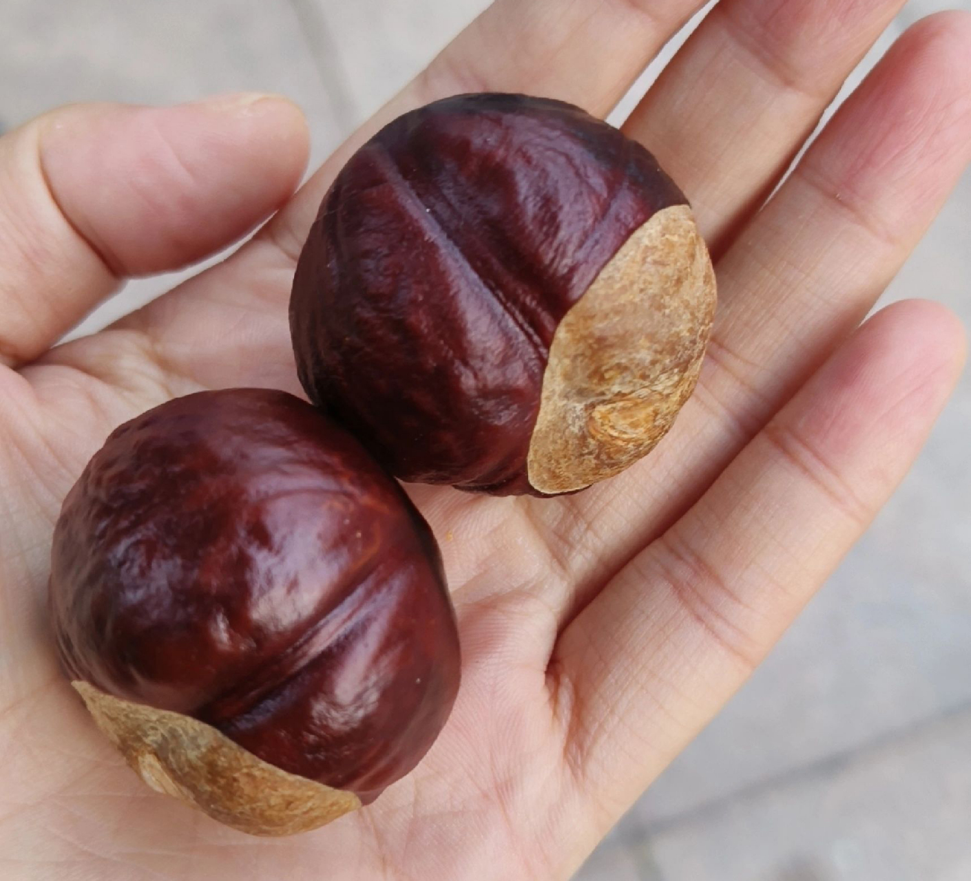 这是啥果子呀 看着有点像板栗,但应该不是板栗#果子